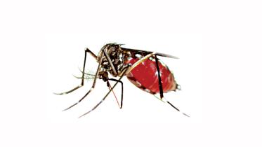 dengue.jpg