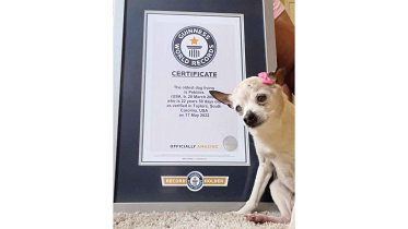 pebbles-oldest-dog.jpg