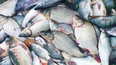 imported-fish.jpg