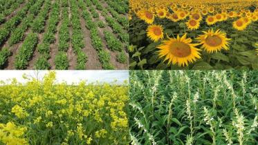 govt-directed-oilseed-cultivation.jpg