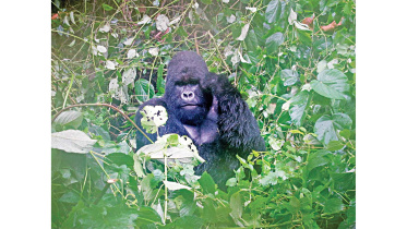 world-wildlife-fund.jpg