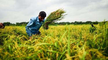 bangladesh-rice-afp-wb.jpg