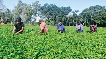 tea-worker.jpg