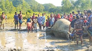 38a3netrakona_dead.jpg