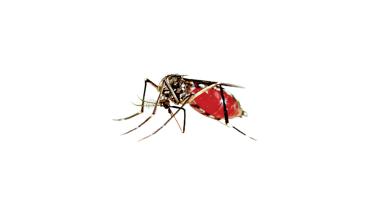 dengue-patients.jpg