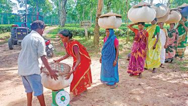 moulvibazar_tea_industry.jpg