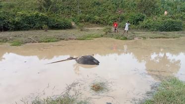 elephant_body.jpg