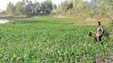 dinajpur_maizze.jpg
