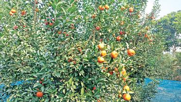 exotic-fruits.jpg
