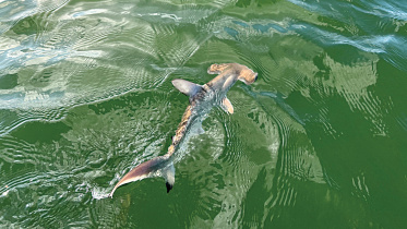 shark.jpg