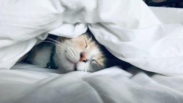 The art of sleep: A sleep whisperer’s guide