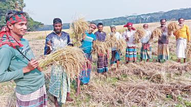 aman-season-paddy.jpg