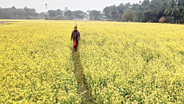 cultivation-season-1.jpg