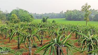tangail-1.jpg