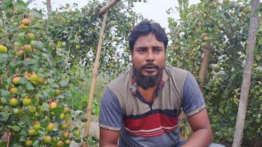 russell-plum-cultivation.jpg