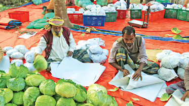 Jashore farmers all set to ship cabbage to Malaysia, Singapore, Taiwan