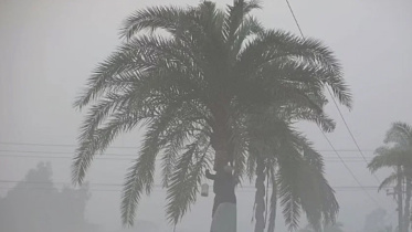 date_tree.jpg