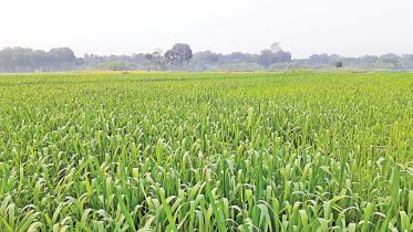 wheat cultivation