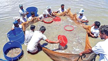 shrimp-farmers.jpg