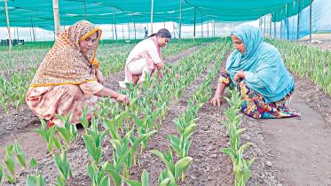 darjeepara-village-1.jpg
