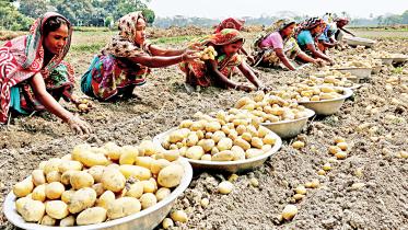 potato-export.jpg