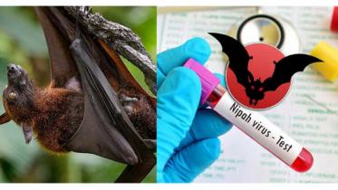 nipah-virus-final.jpg