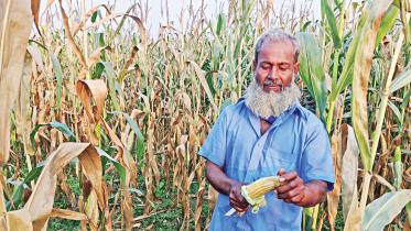 maize.jpg