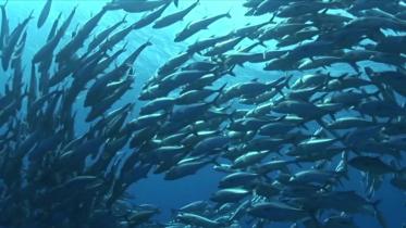 fish.jpg