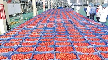 export-food.jpg