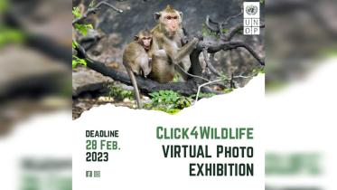 wildlife.jpg