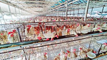 poultry.jpg