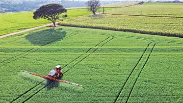 wheat-price.jpg