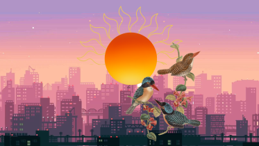 Birds in their nest with the sun on horizon over a cityscape.