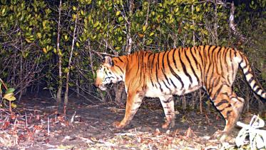 tiger_08052023_44c0_mor_cmy.jpg