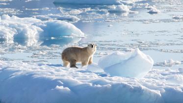 polar bear