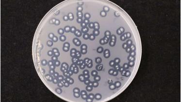 fungi