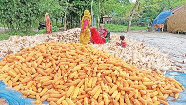 maize2.jpg