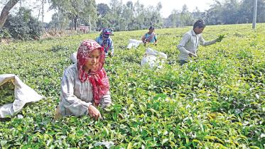 panchagarh.jpg