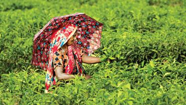 tea-industry-entities.jpg