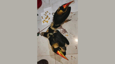hornbill.jpg