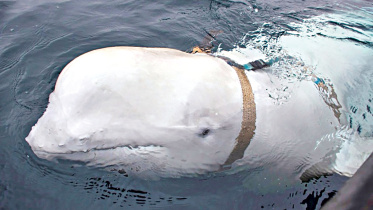 beluga.jpg