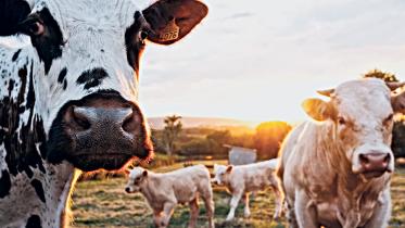 cows.jpg