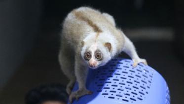 plumporis-ev.jpg