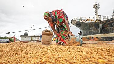 wheat import