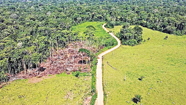 deforestation.jpg