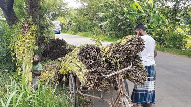 jute.jpg