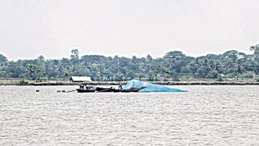 freshwater-shrimp-1.jpg