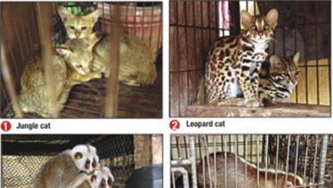 rarest_animals_and_birds_ff.jpg