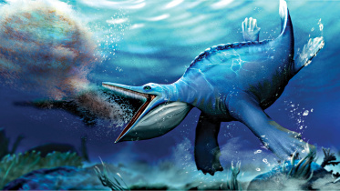 whales.jpg