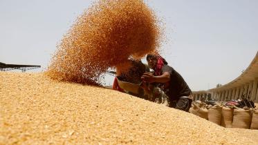 wheat.jpg
